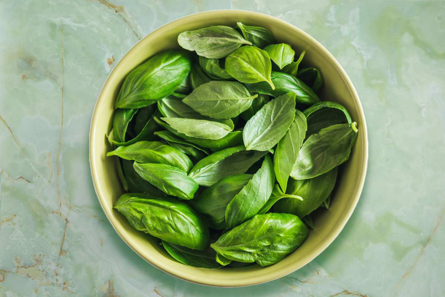 How To Store Basil In Fridge