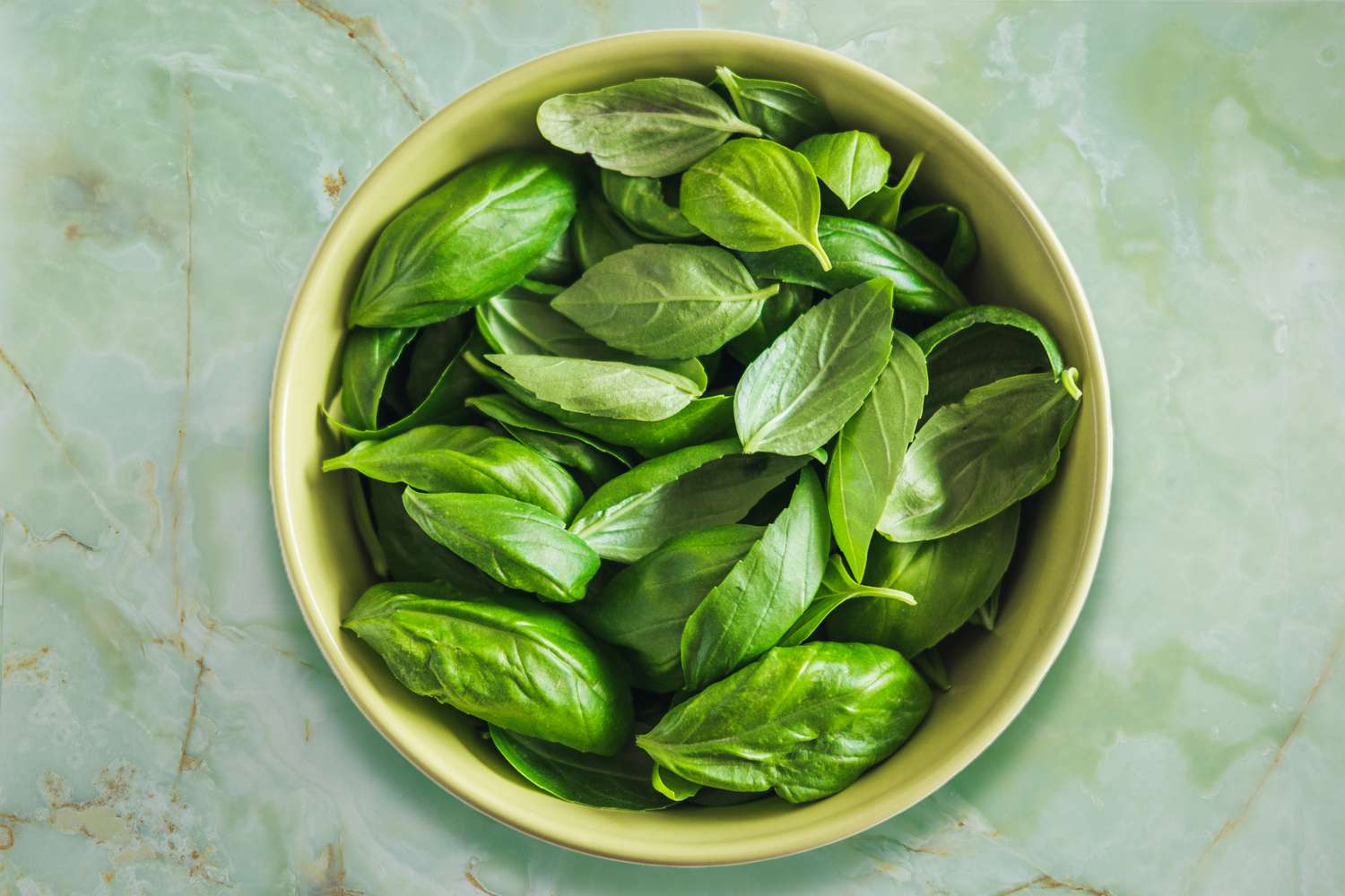 how-to-store-basil-in-fridge-storables