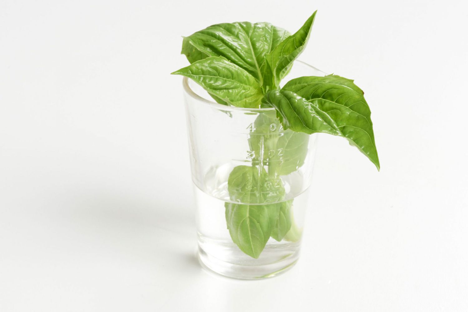 How To Store Basil Long Term