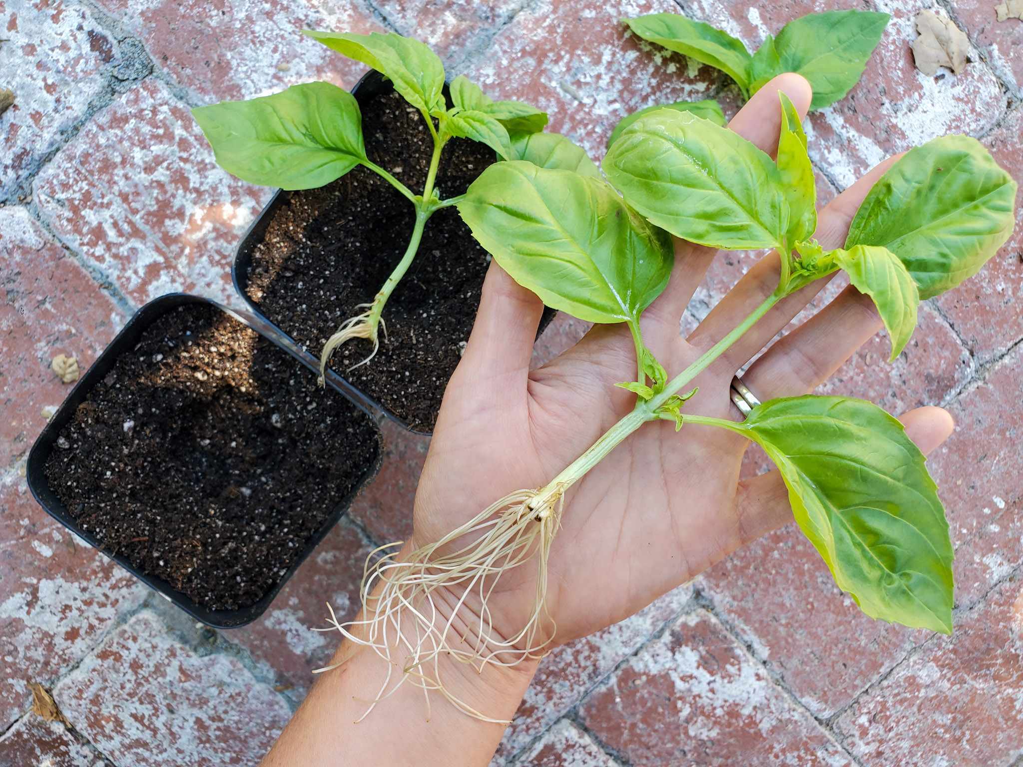 How To Store Basil With Roots