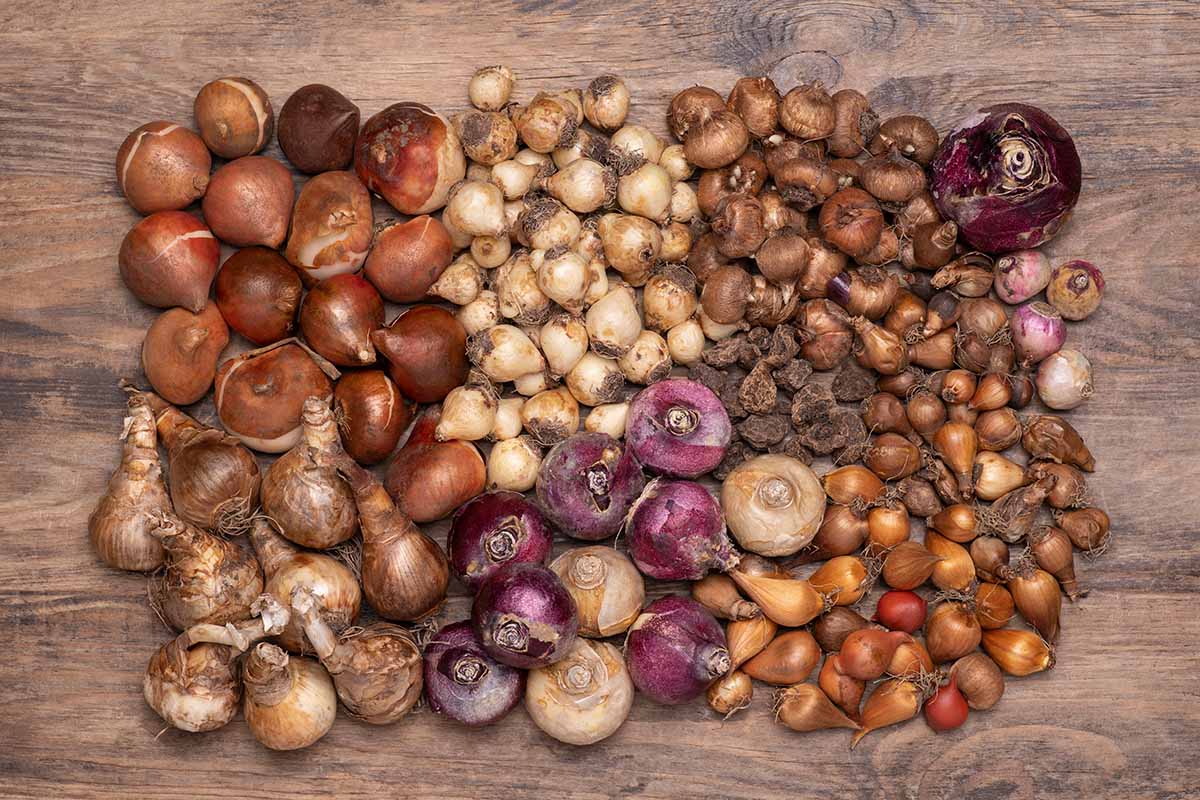 How To Store Bulbs Until Fall