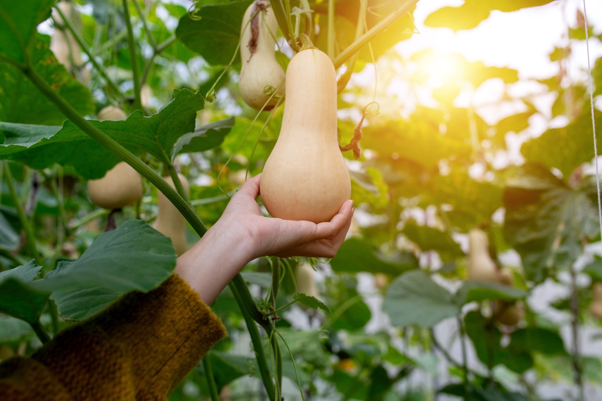 How To Store Butternut Squash From The Garden