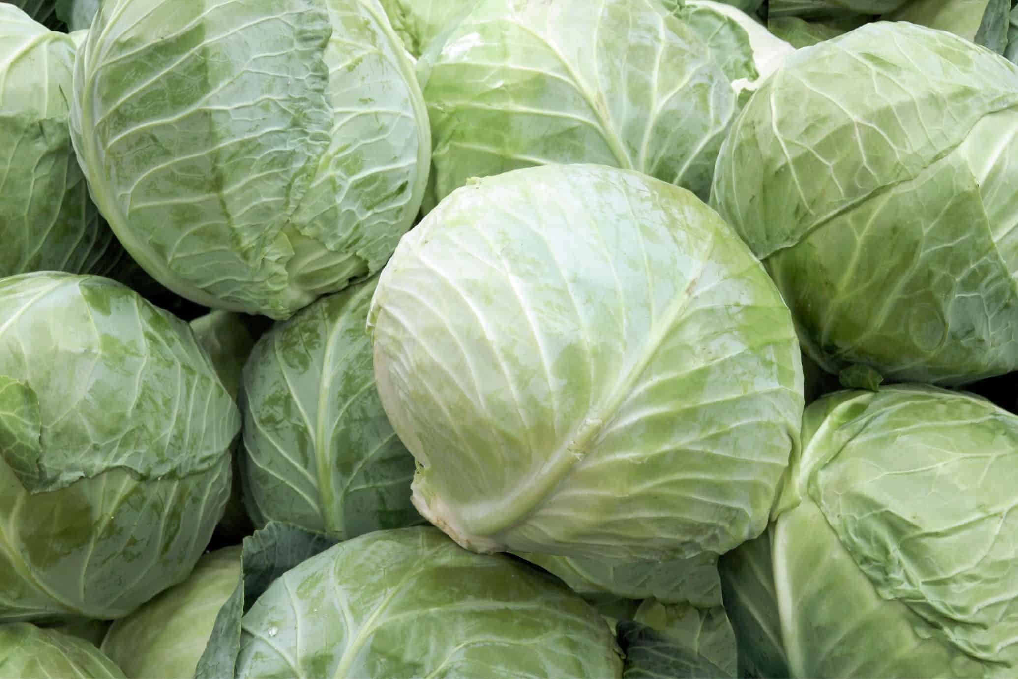How To Store Cabbage Long Term