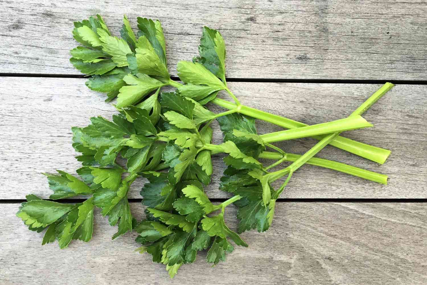 How To Store Celery Leaves