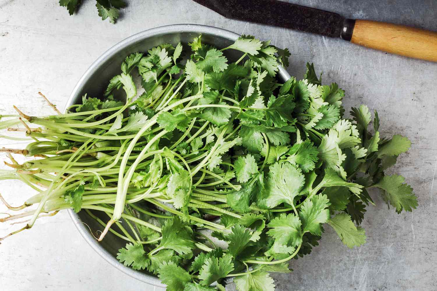 How To Store Cilantro Long Term