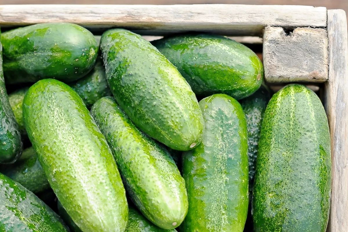 How To Store Cucumbers For The Winter