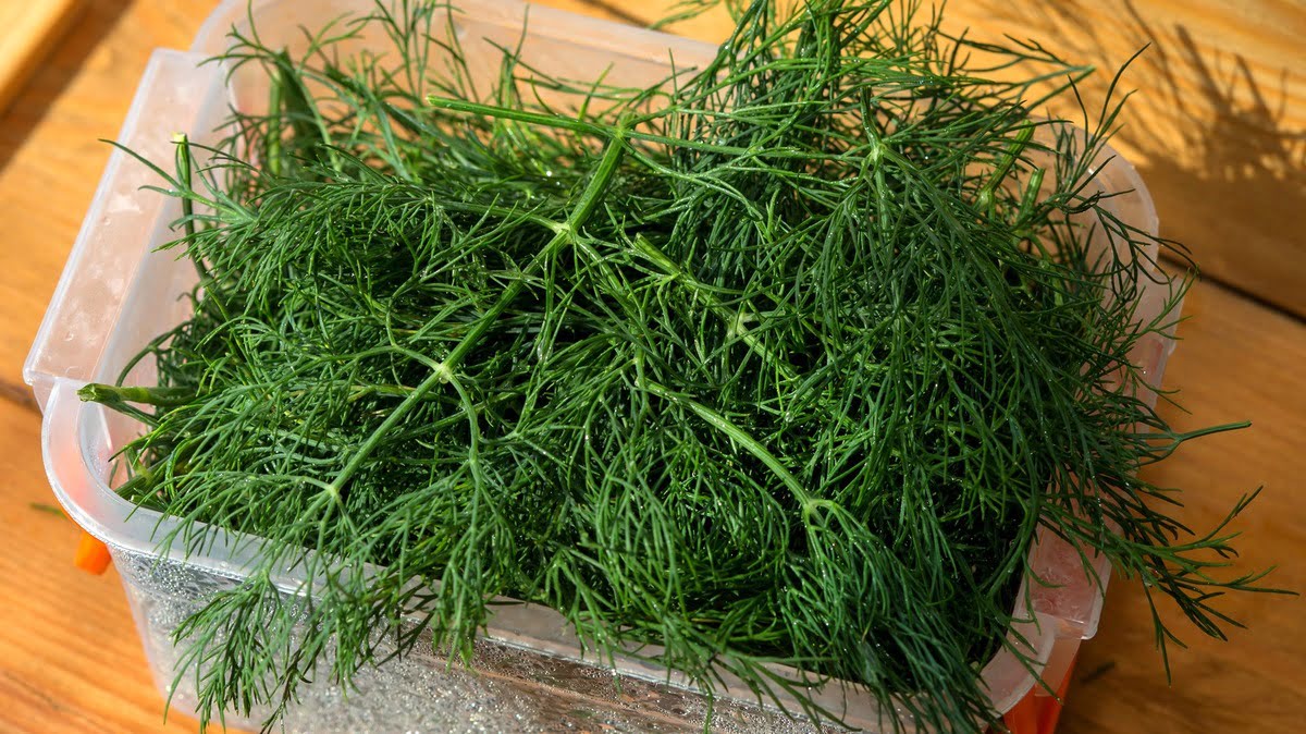 How To Store Dill In The Freezer