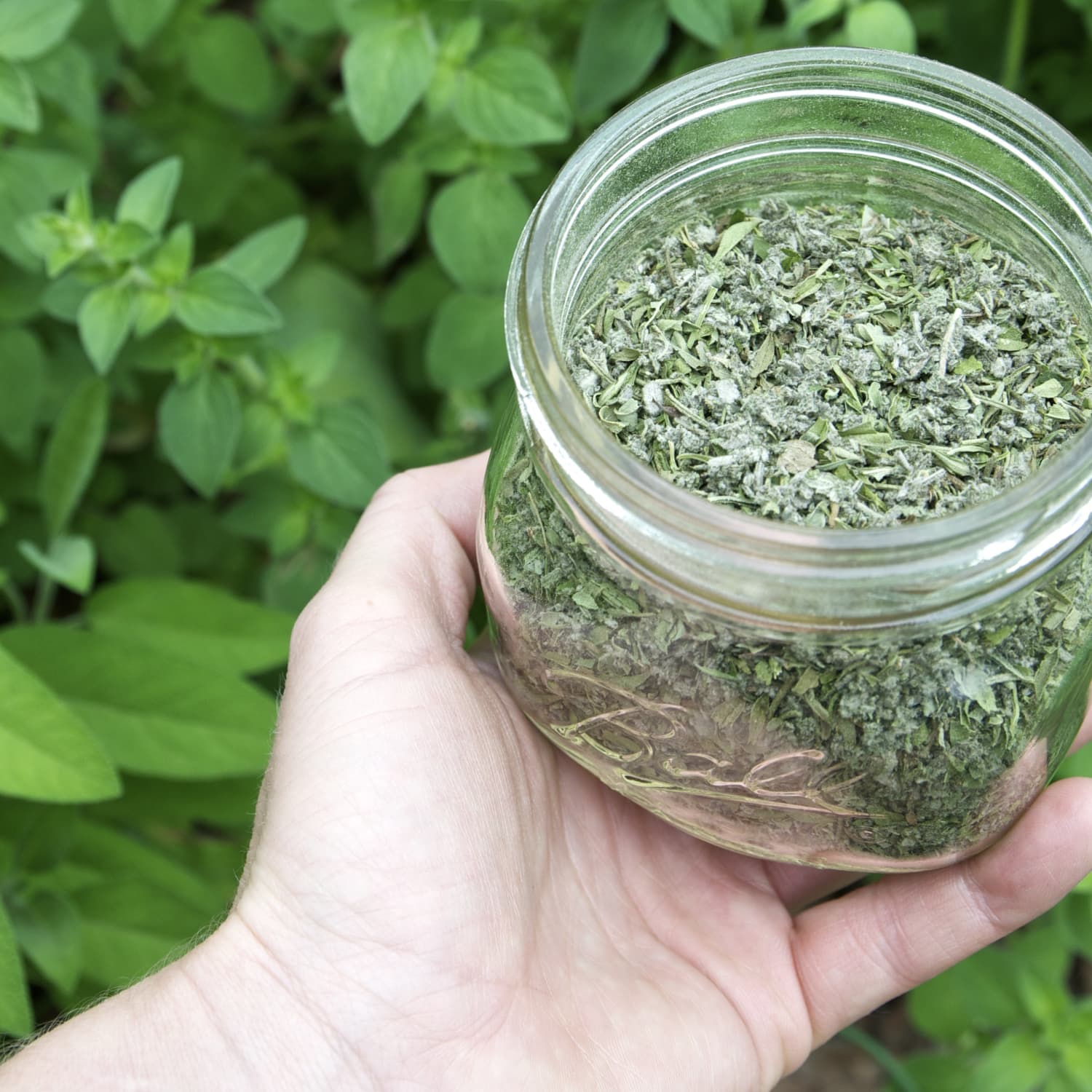 How To Store Dried Oregano