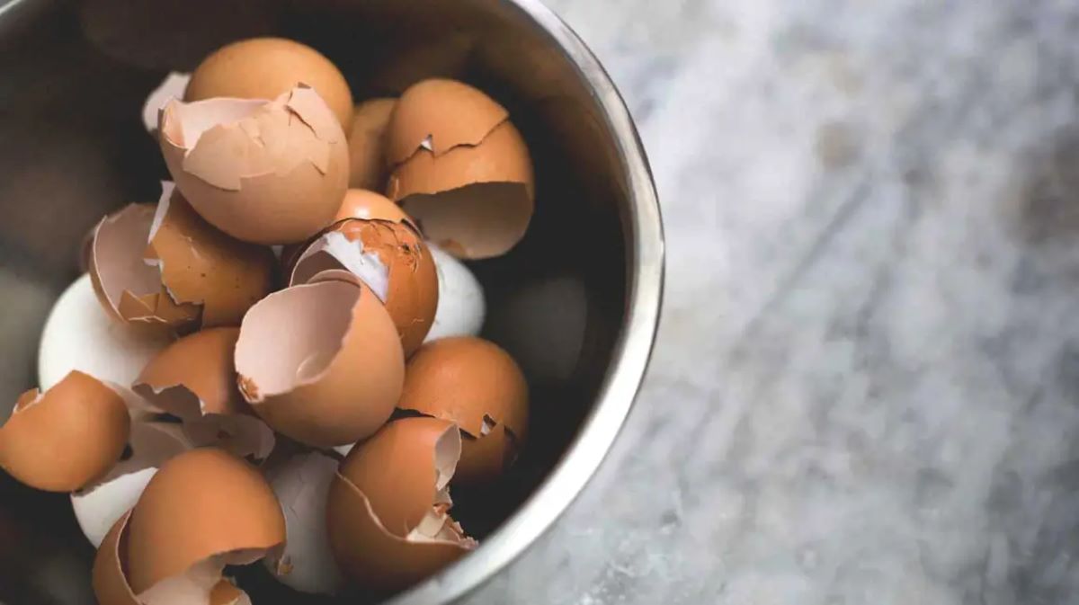 How To Store Egg Shells