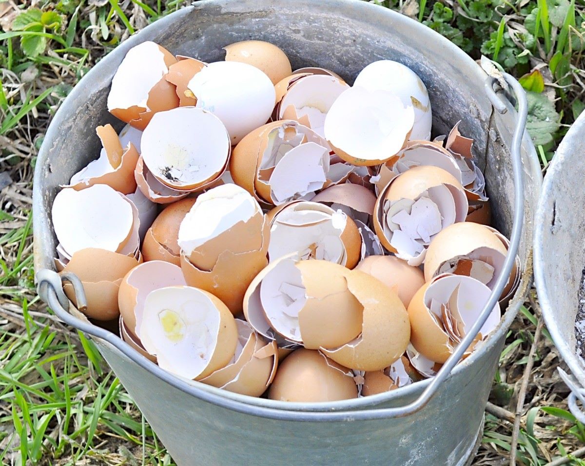 How To Store Egg Shells For Garden