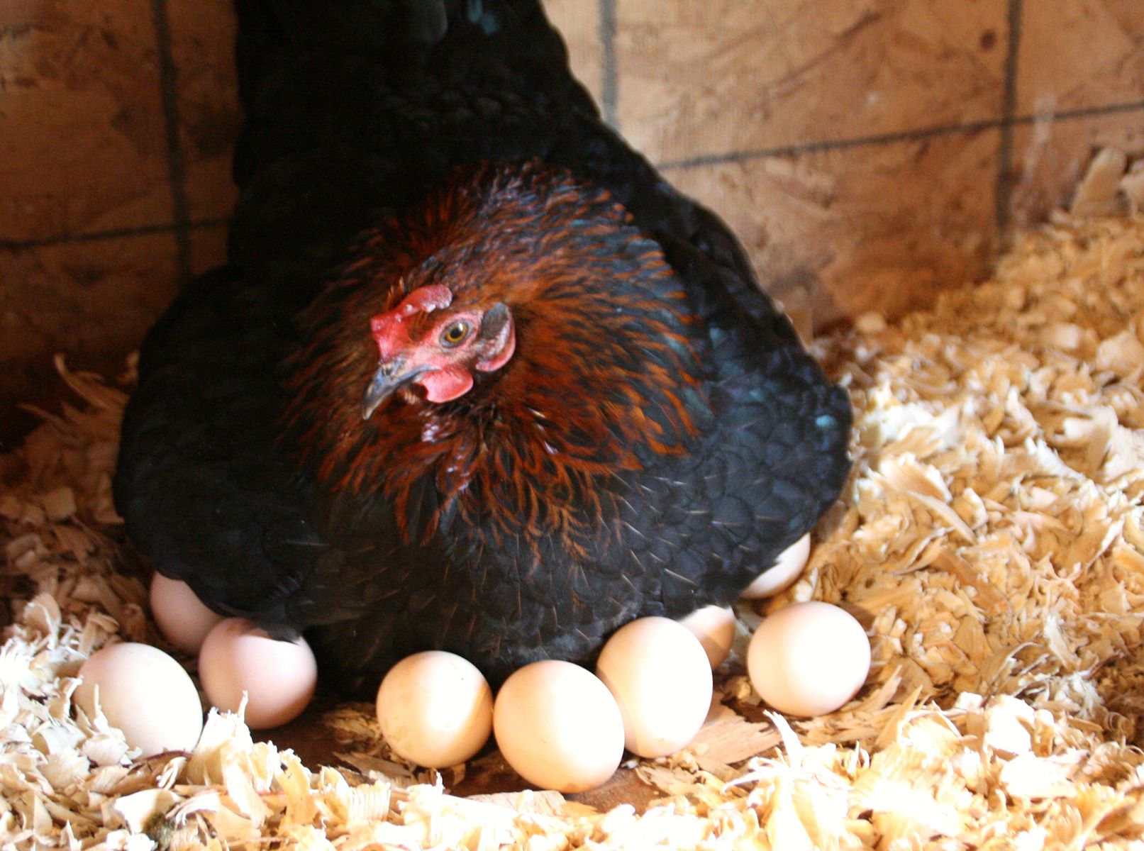 How To Store Eggs Before Incubation