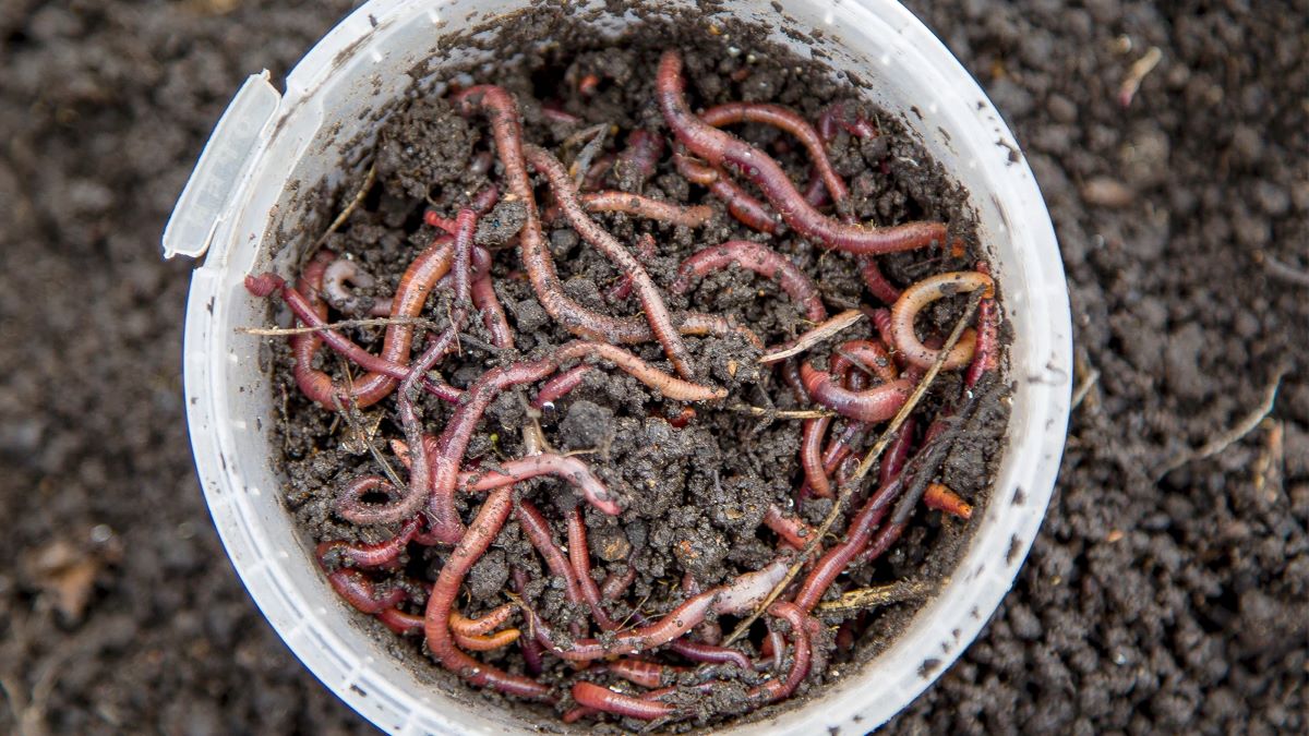 How To Store Fishing Worms