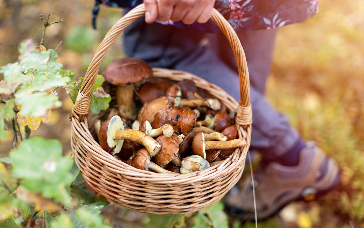 How To Store Foraged Mushrooms