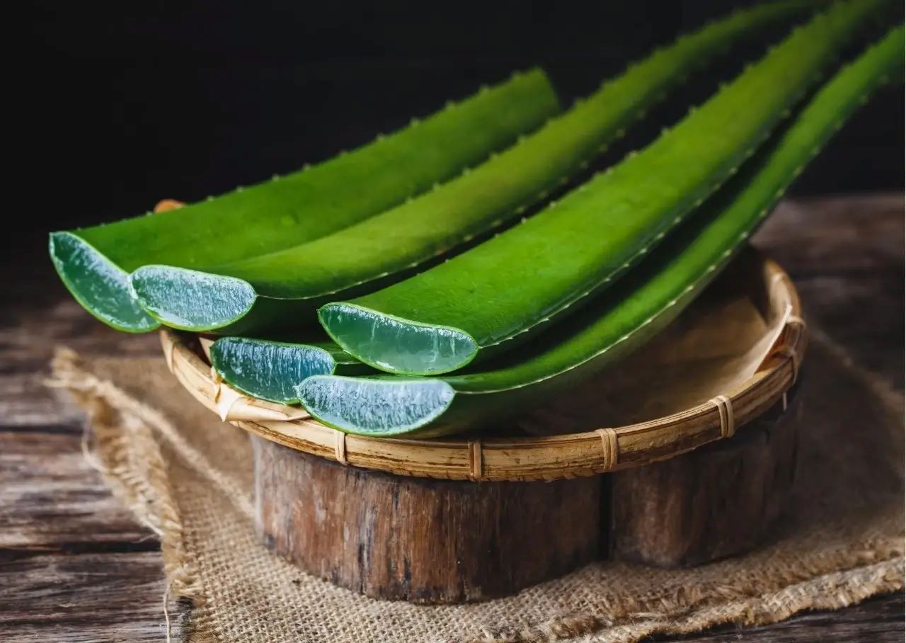 How To Store Fresh Aloe Vera Leaf
