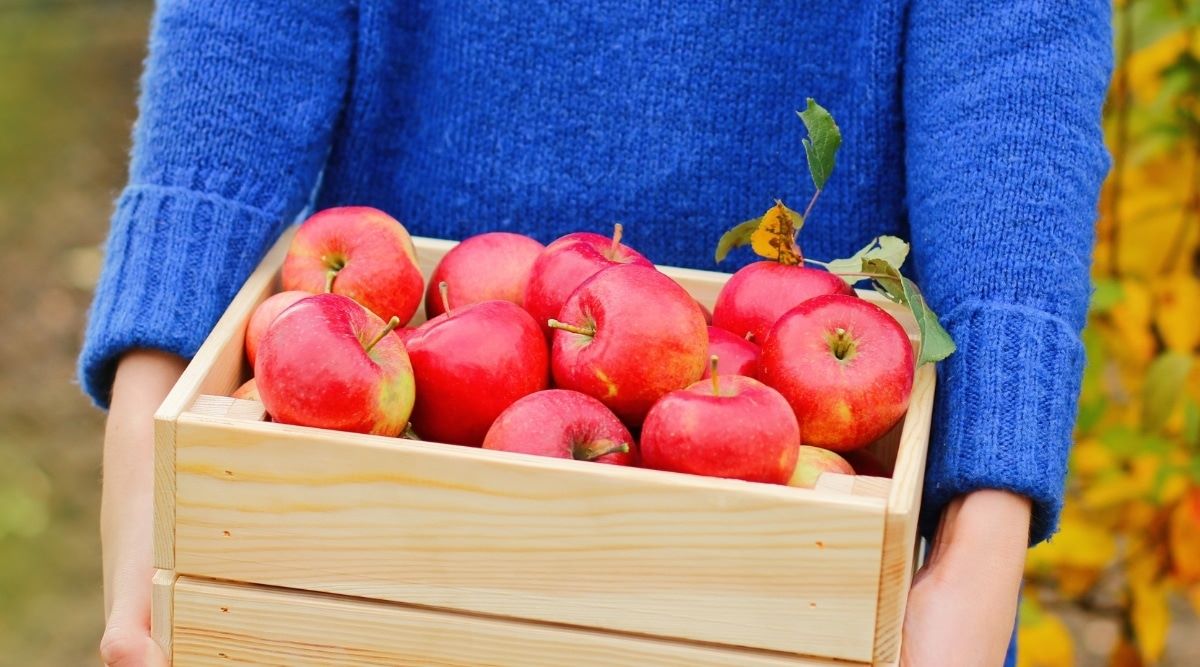 How To Store Fresh Apples