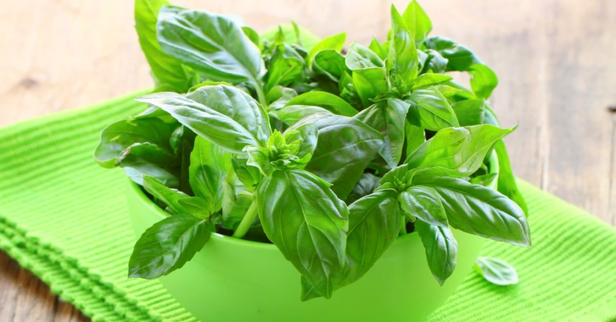 How To Store Fresh Basil Long Term
