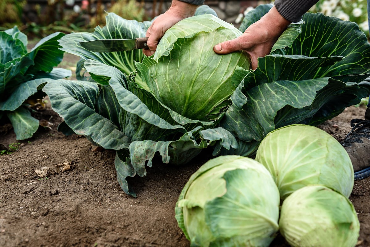 How To Store Fresh Cabbage From The Garden