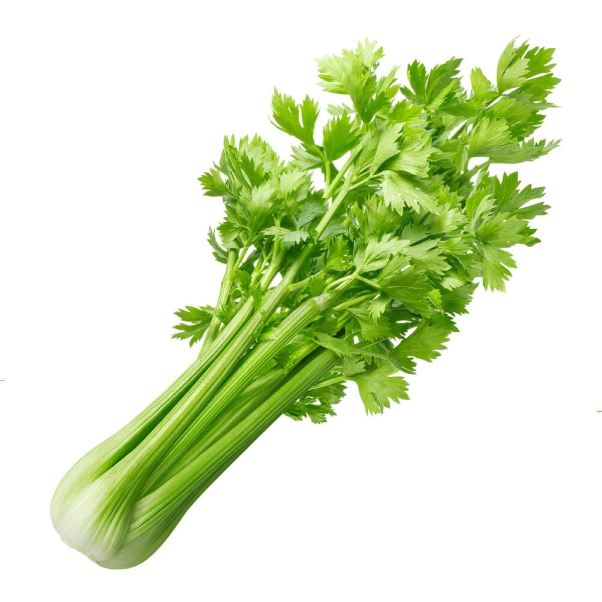 How To Store Fresh Celery