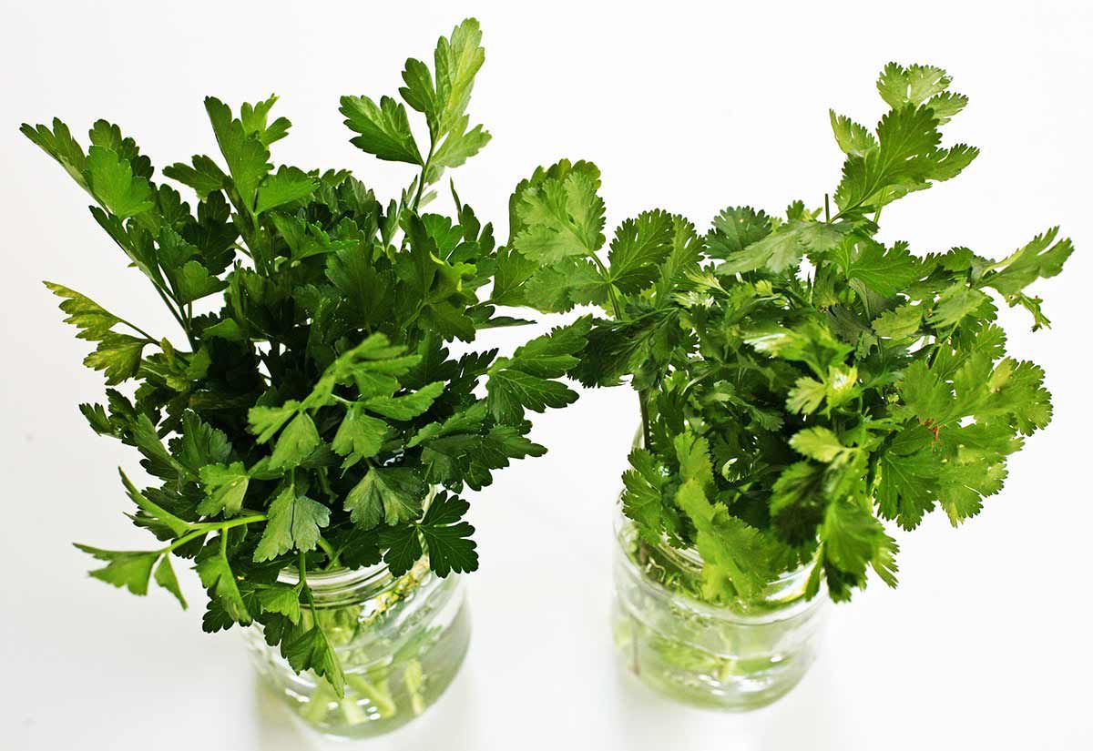 How To Store Fresh Cilantro And Parsley