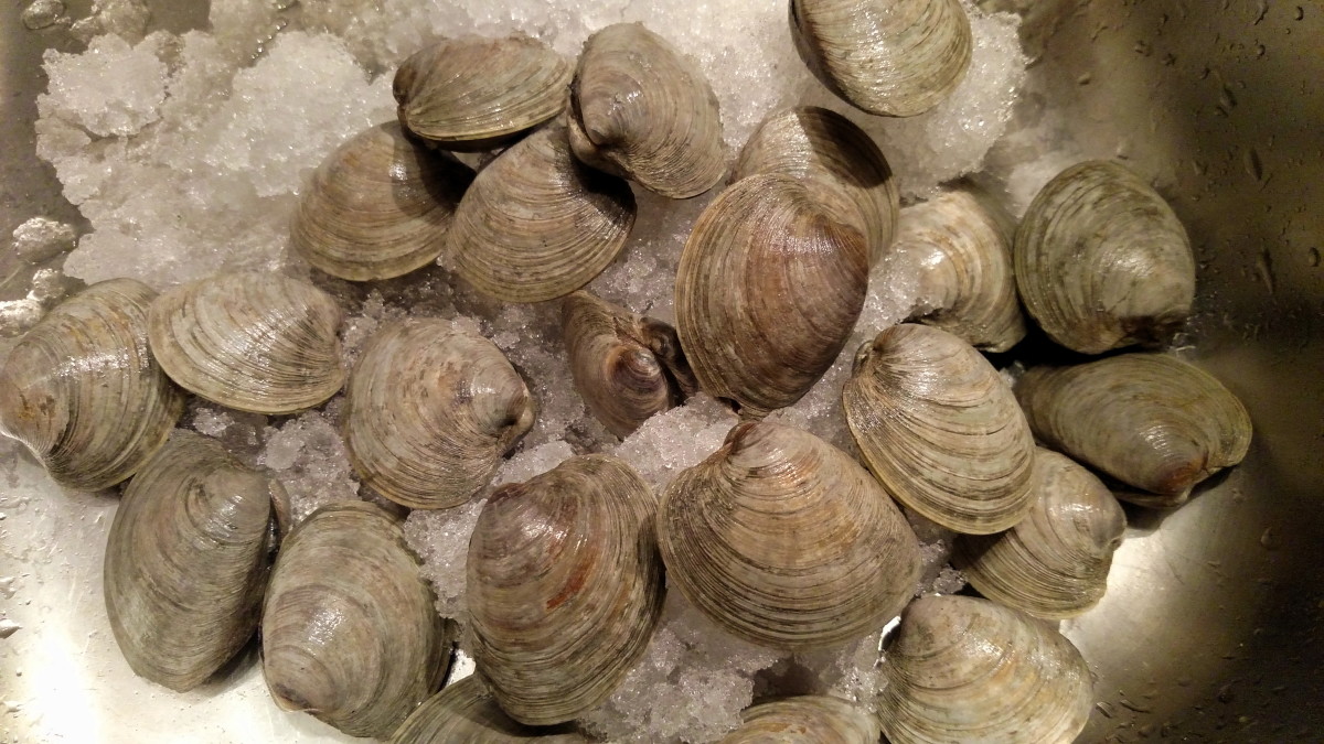 How To Store Fresh Clams