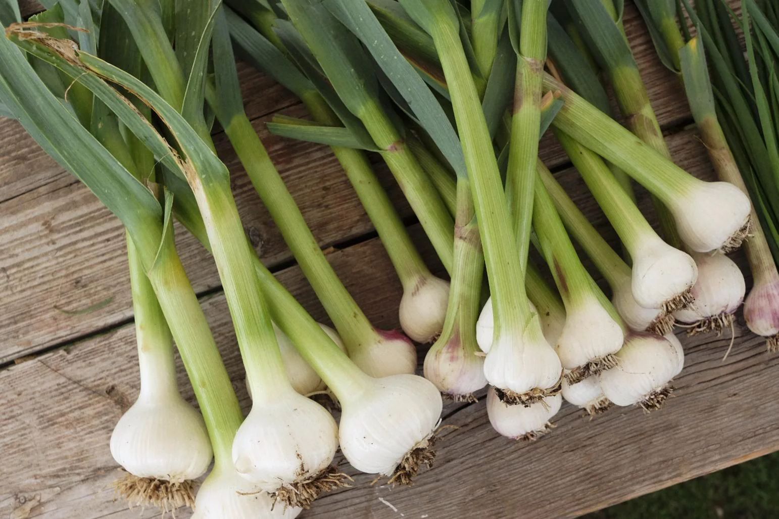 How To Store Fresh Garlic