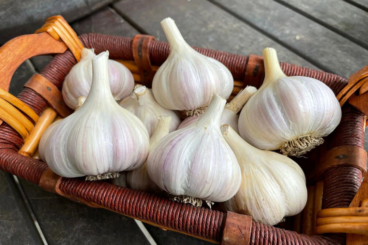 How To Store Fresh Garlic Bulbs