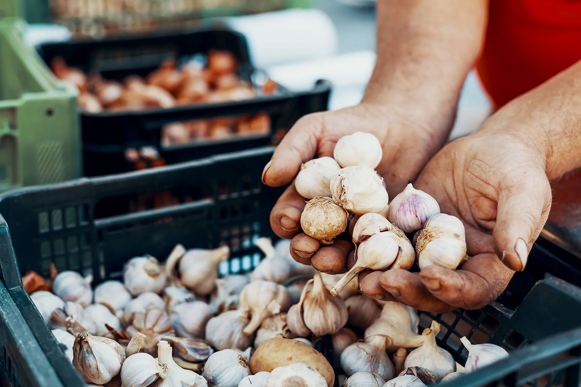 How To Store Fresh Garlic From Farmers Market