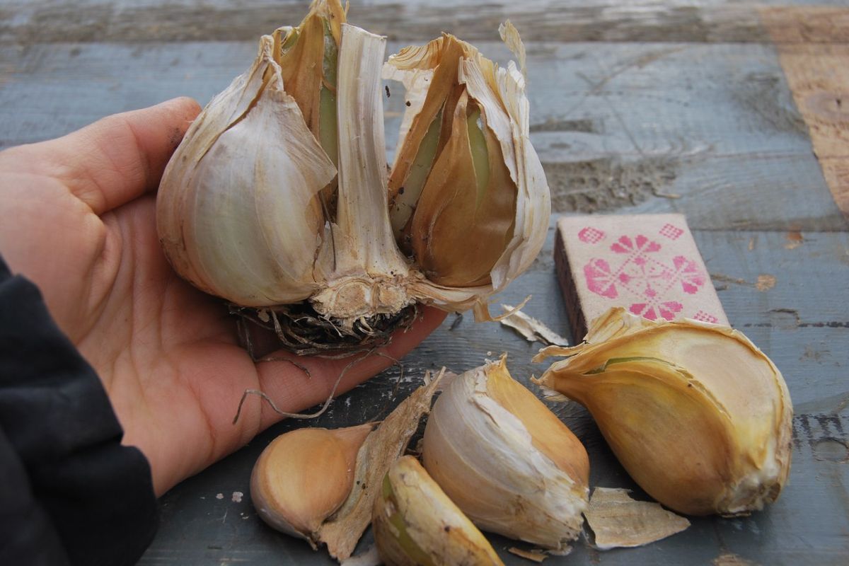 How To Store Fresh Garlic Long Term