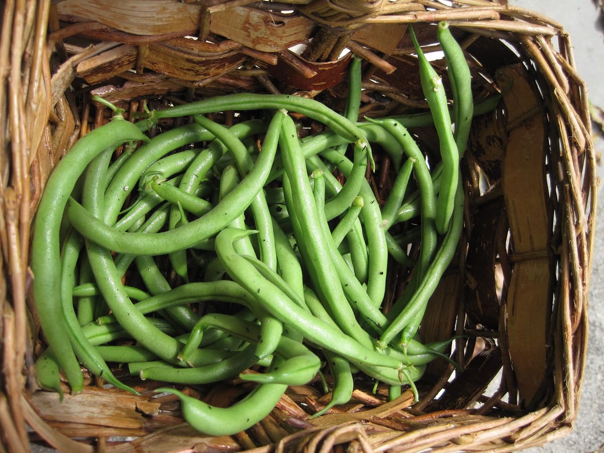 How To Store Fresh Green Beans From The Garden