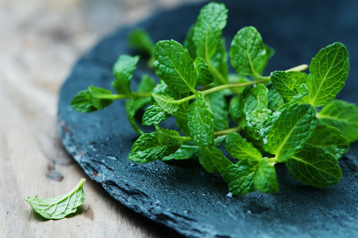 How To Store Fresh Mint