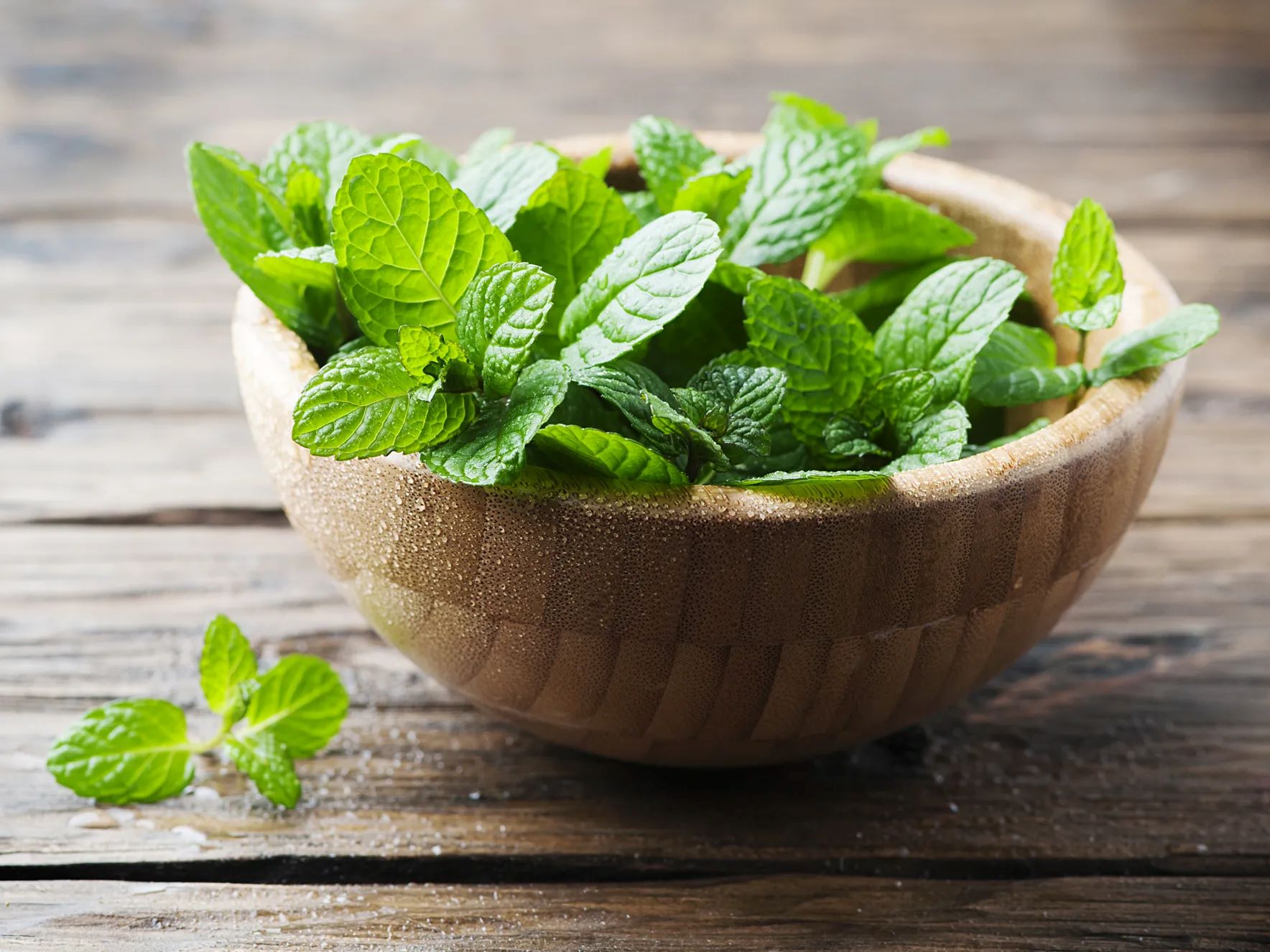 How To Store Fresh Mint In The Refrigerator