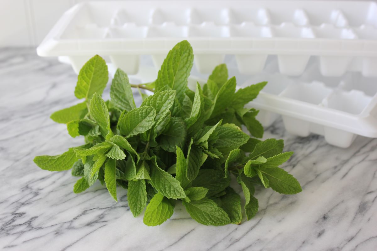 How To Store Fresh Mint Leaves In Freezer
