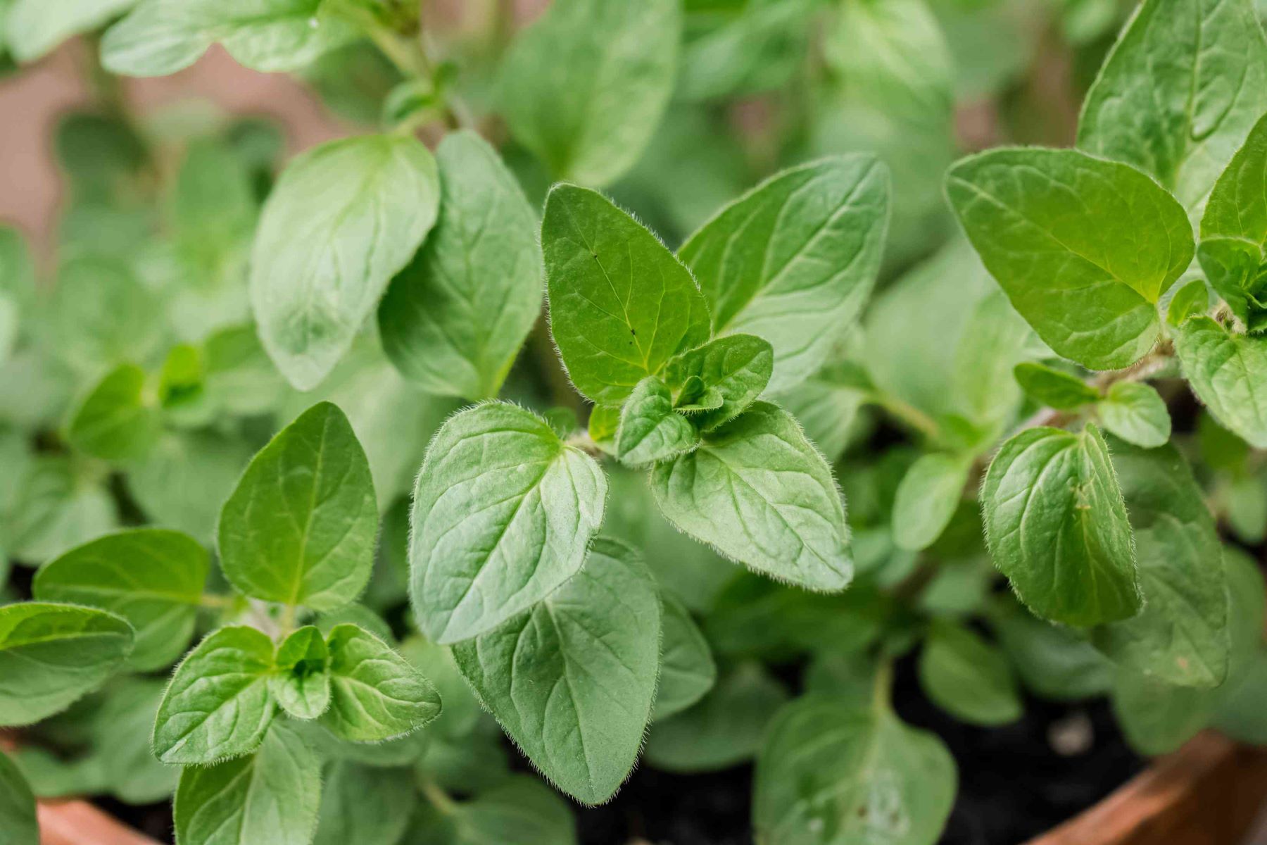 How To Store Fresh Oregano Leaves