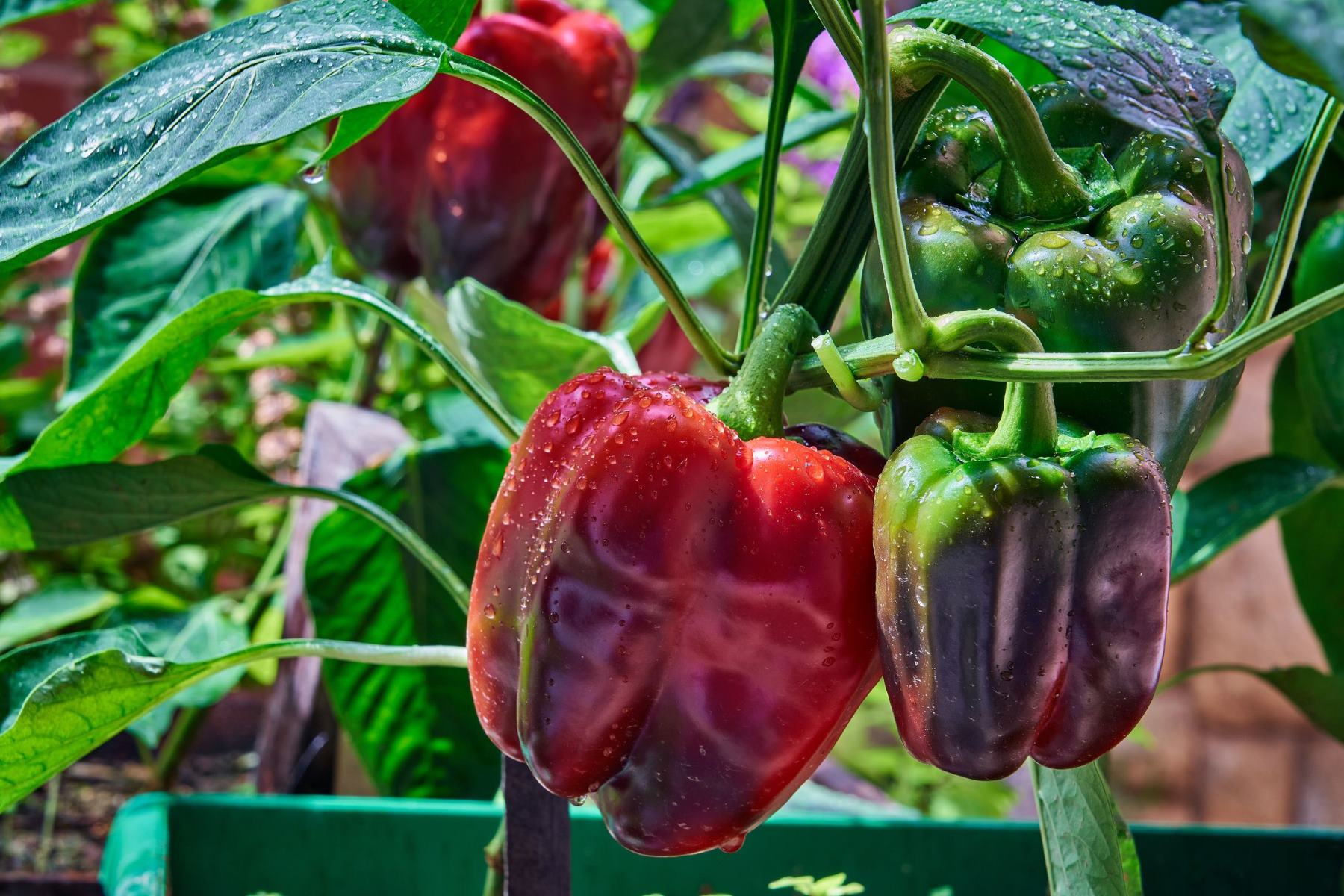 How To Store Fresh Peppers From The Garden