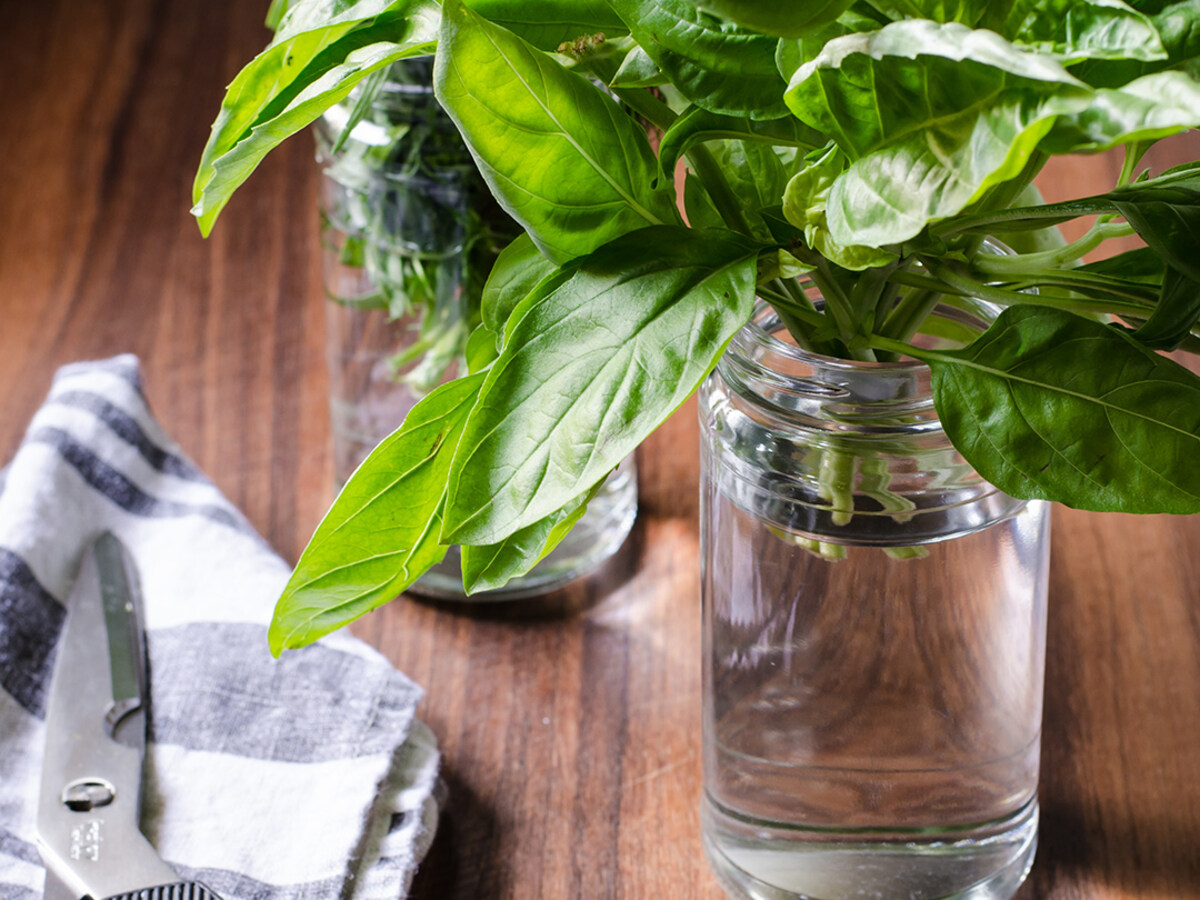 How To Store Fresh Picked Basil