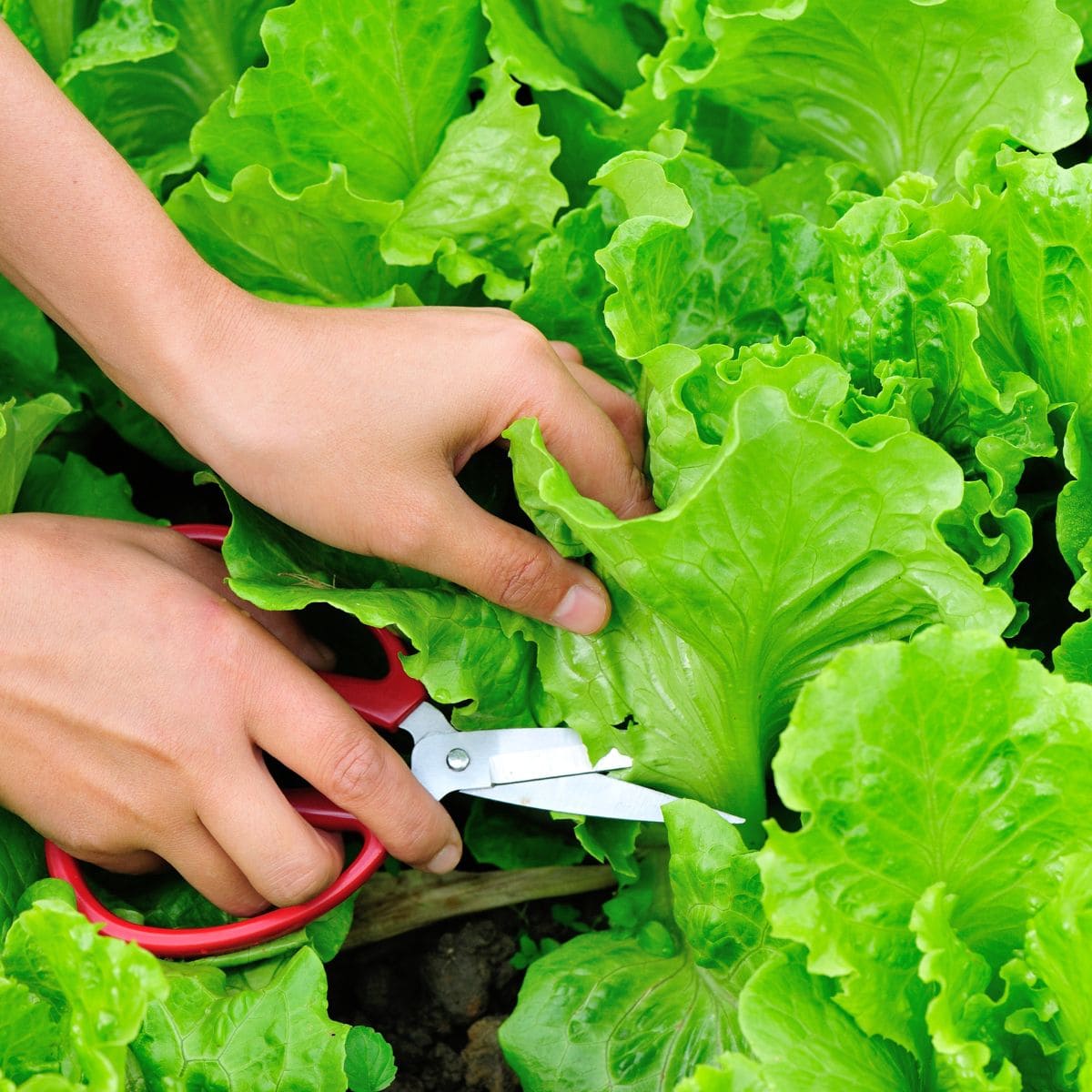 How To Store Fresh Picked Lettuce