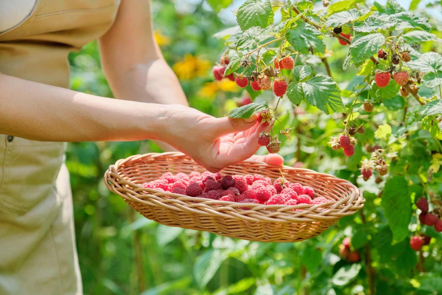 How To Store Fresh Picked Raspberries