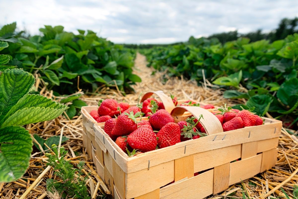How To Store Fresh Picked Strawberries