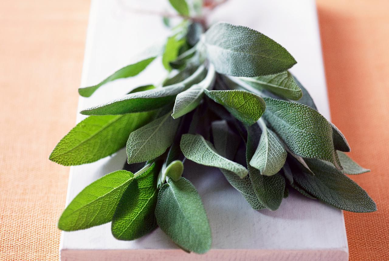 How To Store Fresh Sage From The Garden