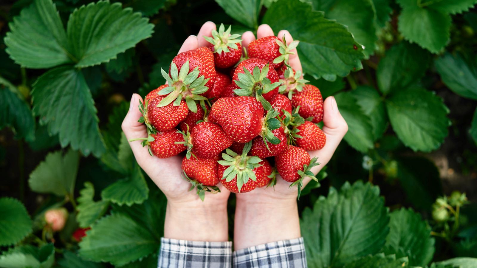 How To Store Fresh Strawberries After Picking