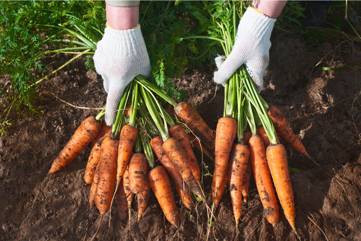 How To Store Freshly Harvested Carrots