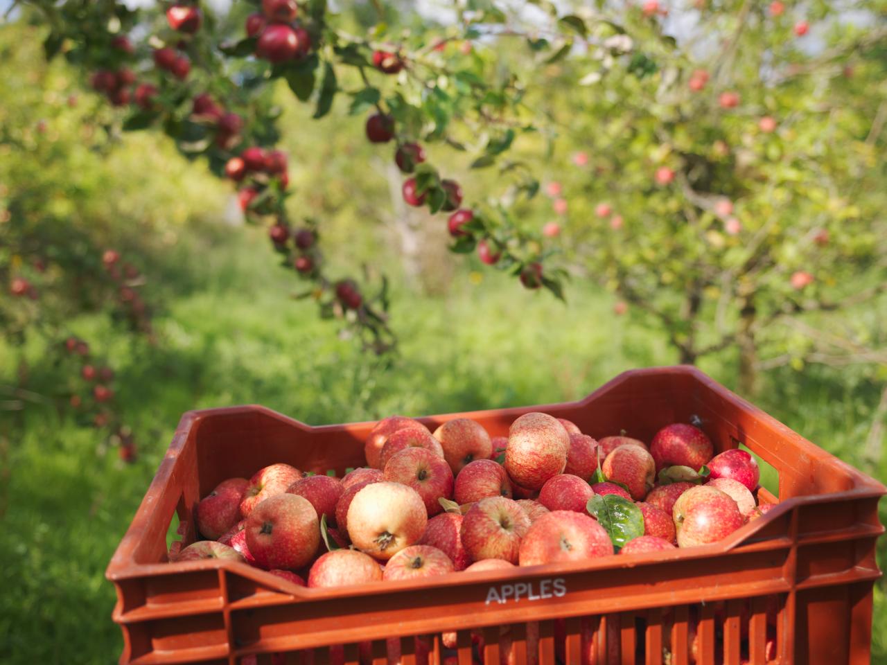 How To Store Freshly Picked Apples