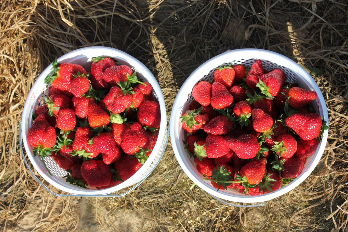 How To Store Freshly Picked Strawberries