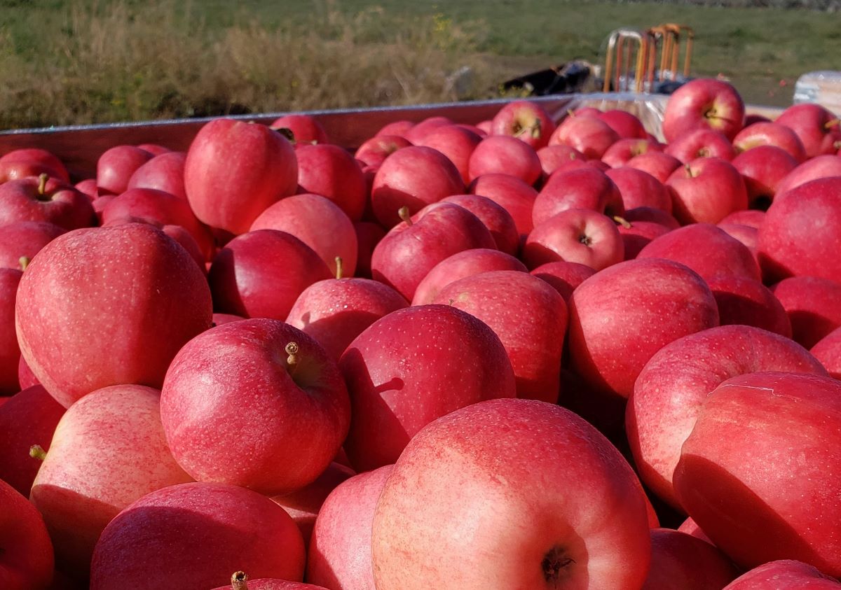 How To Store Gala Apples