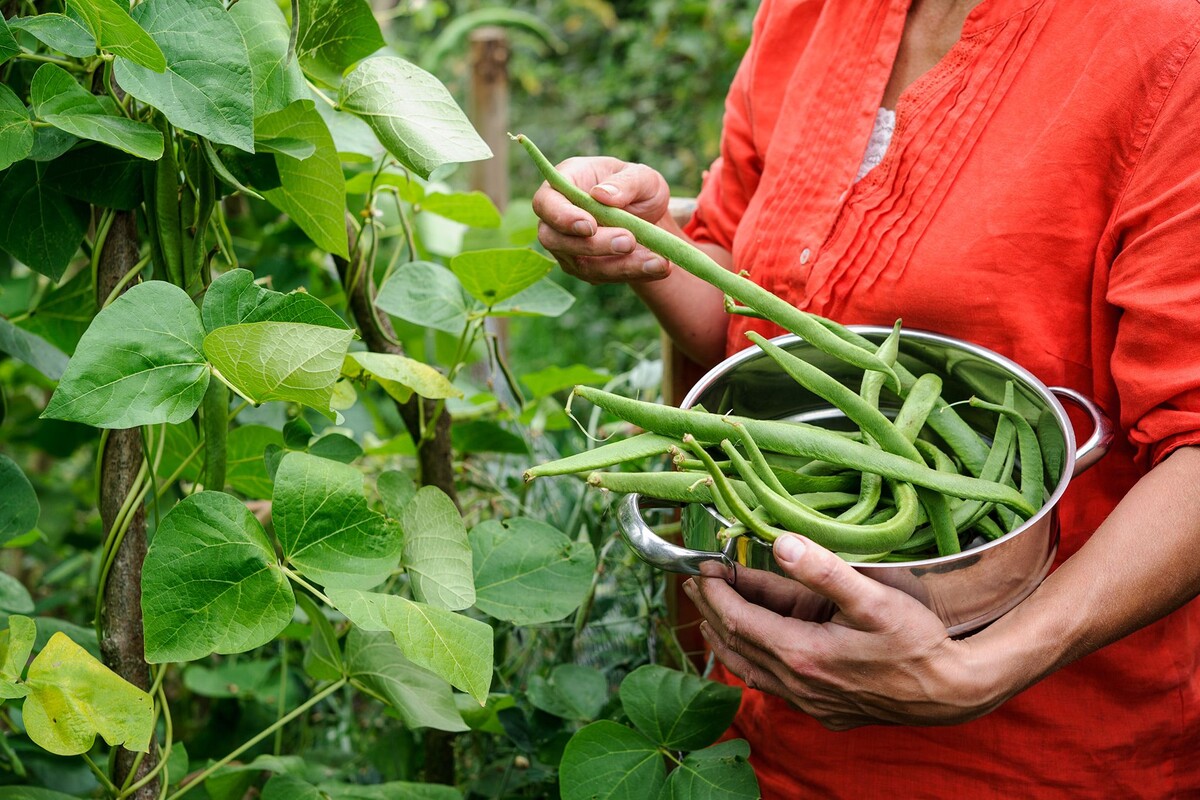 How To Store Garden Green Beans