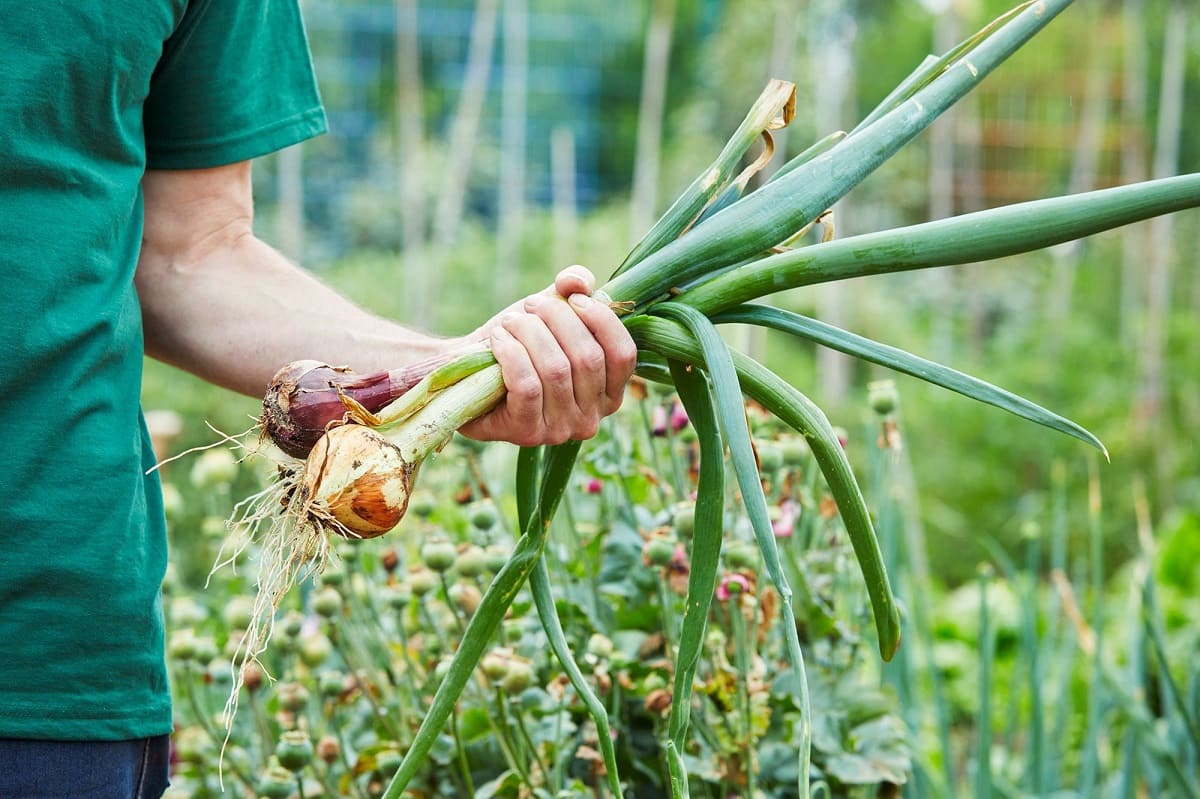 How To Store Garden Onions