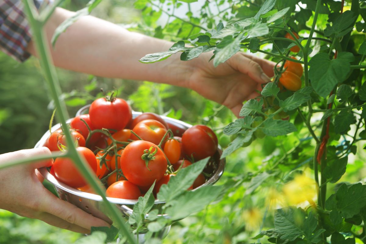 How To Store Garden Tomatoes
