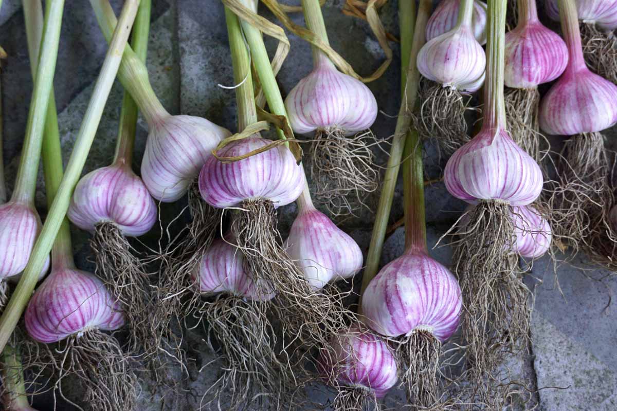 How To Store Garlic After Harvest
