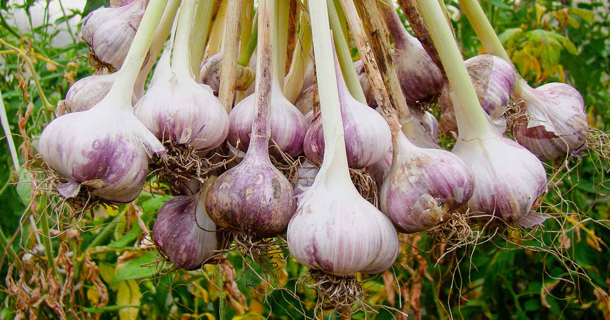 How To Store Garlic Bulbs For Planting