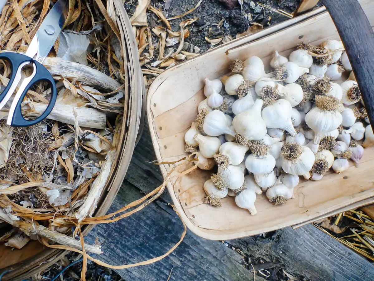 How To Store Garlic From The Garden